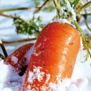 青空レストラン~青森県深浦町のふかうら雪人参のお取り寄せと絶品レシピまとめ
