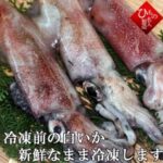 青空レストラン~山口県ケンサキイカとイカ魚醬のお取り寄せ通販と絶品レシピまとめ